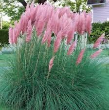 Кортадерия най-екзотичната и красива розова трева - Cortaderia pink