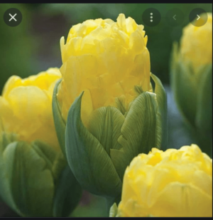 Лимитирано лале Жълта изненада с отличаващ се характер - Tulip Pop up yellow