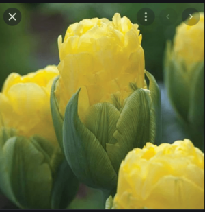 Лимитирано лале Жълта изненада с отличаващ се характер - Tulip Pop up yellow Лимитирано лале Жълта изненада с отличаващ се характер - Tulip Pop up yellow