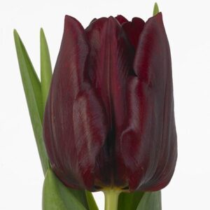 Лале с шоколадов цвят като Спирала за очи - Tulip mascara