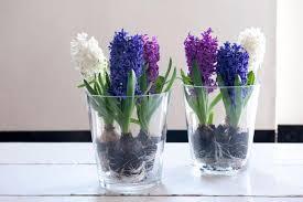 Зюмбюл за саксия и домашен форсаж кичест и ароматен - Hyacinthus mix