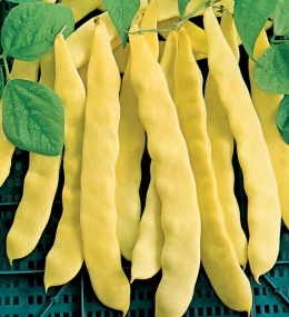 Фасул безколов жълт за прясна консумация - Bean Nano Giallo