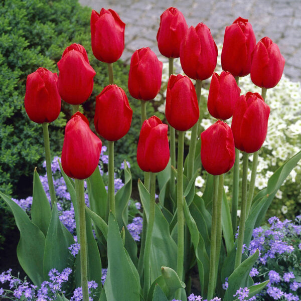 Едроцветно високо лале Кралска кръв късно цъфтящо - Tulip Kingsblood