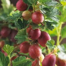 Цариградско грозде червено - Ribes uva crispa red (Gooseberry)