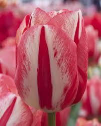 Лале ексклузивно не изчезващо през годините пролетна почивка - Tulip Spring break