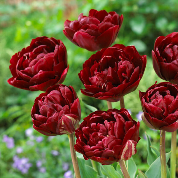 Божуресто ароматно тъмно червено като розичка лале - Tulip Uncle Tom Double late