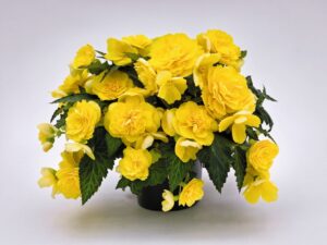 Бегония висяща цъфти нон стоп и формира грудка - Begonia yellow joy