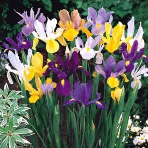 Ирис зимоустойчив ароматен с цвят на орхидея смес по цветове - Iris Hollandica mix (Dutch iris)