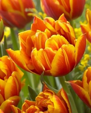 Чаровно божуресто ароматно лале с червено-жълт цвят - Tulip double focus