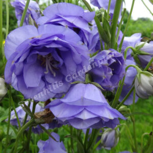Кампанула кичеста синя многогодишна семена - Campanula flore plena blue Кампанула кичеста синя многогодишна семена - Campanula flore plena blue