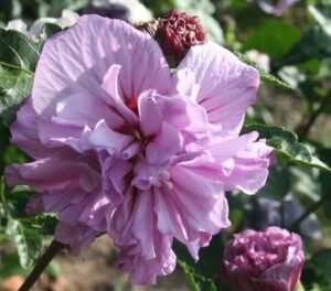 Единственият кичест двуцветен зимоустойчив хибискус - Hybiscus syriacus Ardens