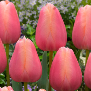 Прасковено късно цъфтящо лале с едър 10 см. цвят - Tulip Menton