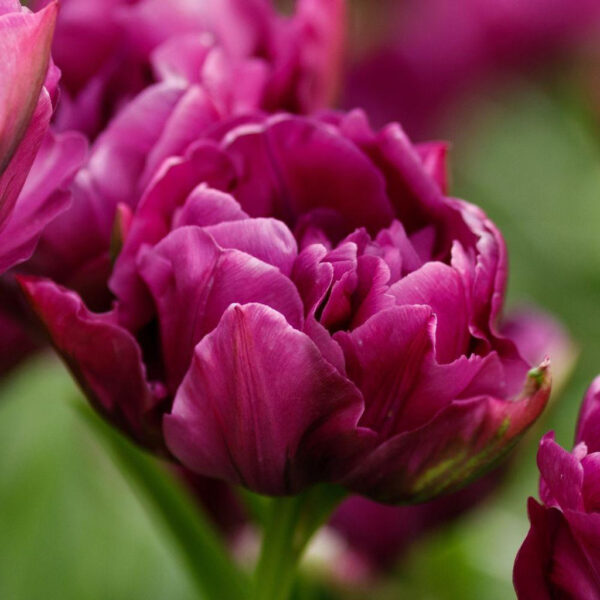 Лале Витрина цъфти рано на пролет с кичест вишнев цвят - Tulip double early Showcase