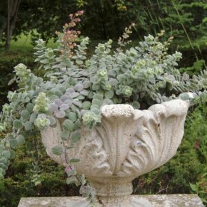 Критски каскаден висящ ароматен риган - Origanum rotundifolium Kirigami