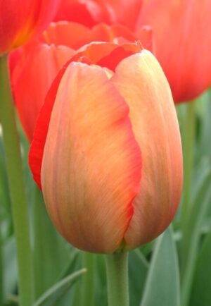 Лале ароматно Светещо слънце с едри цветове и здраво стъбло - Tulip Lighting sun