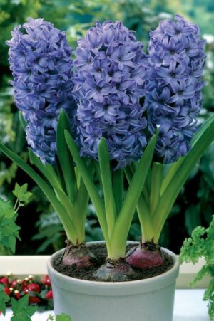 Зюмбюл ароматен и многогодишен делфтско синьо - Hyacinthus delft blue Зюмбюл ароматен и многогодишен делфтско синьо - Hyacinthus delft blue