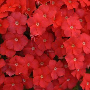 Флокс компактен и ароматен цъфти цяло лято 50 броя семена - Phlox Ethnie scarlet