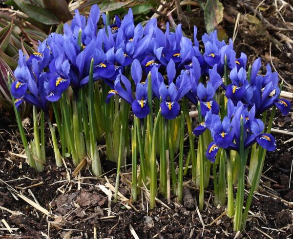 Ирис многогодишен синя Хармония ароматен и нискостеблен - Iris Harmony