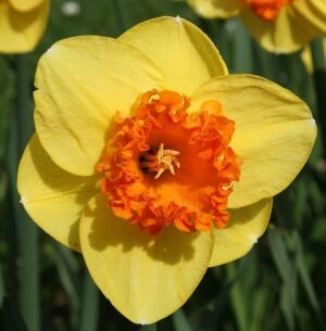 Едроцветен нарцис с къдрава Корона като корали - Narcissus coral crown