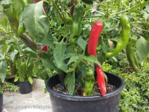Ранен селски сорт за сушене и производство на червен пипер - Pepper Haruba f1