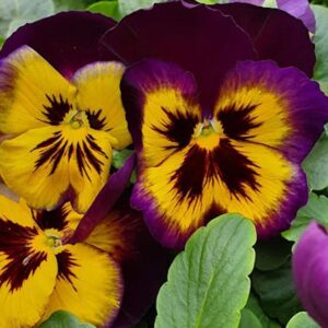 Виола ексцентрично красива в съчетание на лилаво и жълто - Viola Midnight Sun