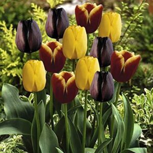 Необикновено лале лилаво с жълто Гавота - Tulip gavota