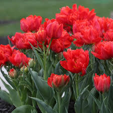 Лале ранно цъфтящо кичесто огнено червено Абба - Tulip Abba