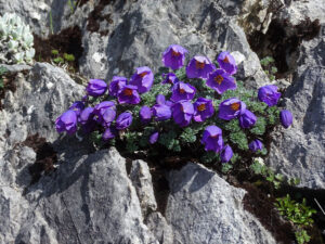 Паракуилегия перфектното многогодишно за алпинеум - Paraquilegia microphylla (Himalayan Spurless Columbine)