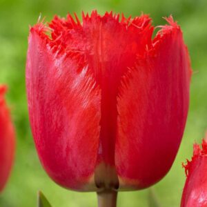 Лале ресничесто акцент в градината - Tulip Red wing