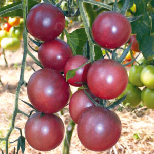 Домат черно чери антиоксидант 100 броя семена - Tomato black cherry