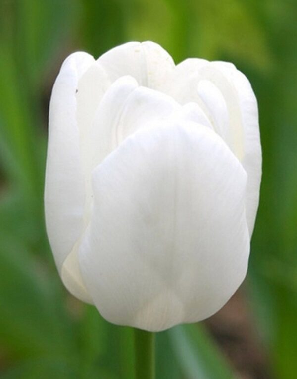 Нежно бяло лале с класическа форма - Tulip Pim Fortune