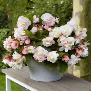 Ароматна каскадна бегония нежна руменина - Begonia odorosa white blush