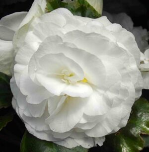 Най-едроцъфтящата бегония бяла - Begonia grandiflora white