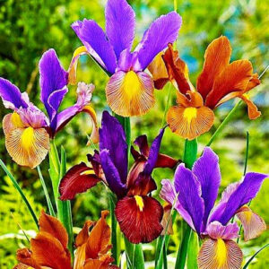 Ирис зимоустойчив с тигрови цветове смес - Iris Hollandica mix (Dutch iris)