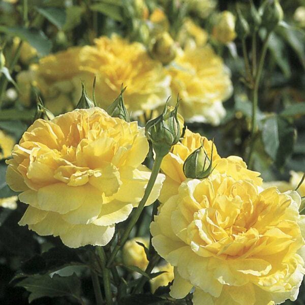 Роза ароматна едроцветна храстовидна жълта - Yellow rose