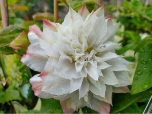 Клематис ексклузивен с бяло розови кичести цветове - Clematis Midori