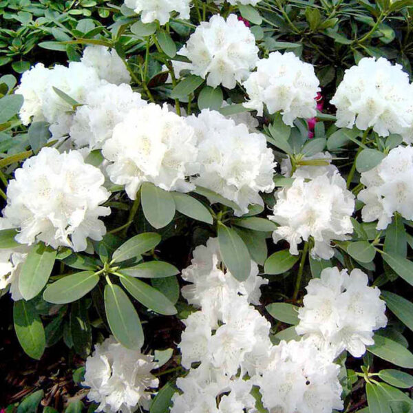 Рододендрон бял - Rhododendron cunningham white