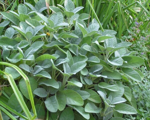 Салвия многогодишна билка със синьо зелени листа зимоустойчива - градински чай - Salvia officinalis