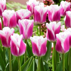 Лале Сиеста розово преливащо в бели ресничести краища - Tulip siesta