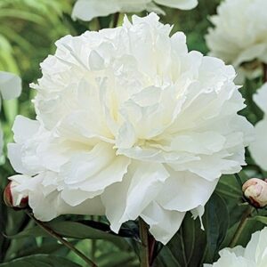 Най-едроцветният бял божур Сара Бернар - Paeonia Sarah Bernhardt