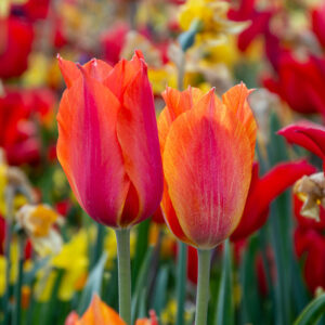 Лале Ел Ниньо в супер горещи променящи се цветове - Tulip El Nino