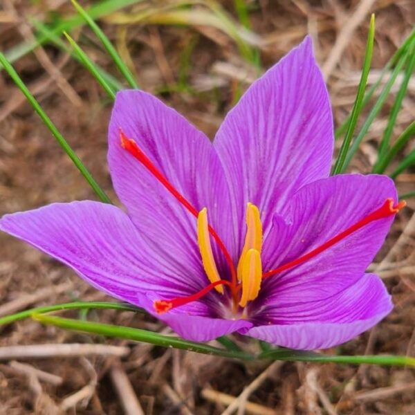 Минзухар шафранов лилавото злато хем цвете хем подправка - Crocus sativus (Saffran)