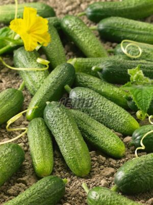 Корнишон Реджина издръжлив на засушаване и болести - Regina cucumber