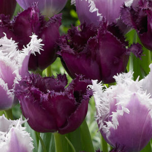 Лалета смес ресничести холандски дизайн - Tulip fringed mix Siesta and Labrador