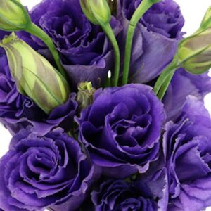 Лизиантус кичест лилав - Lisianthus double purple Лизиантус кичест лилав - Lisianthus double purple