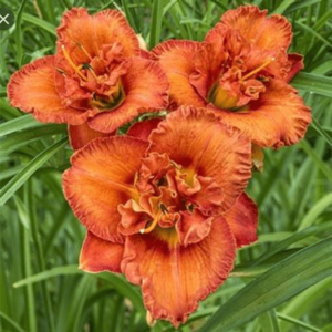 Хемерокалис кичест керемидено червено Превъзходен късмет - Hemerocallis awesome luck Хемерокалис кичест керемидено червено Превъзходен късмет - Hemerocallis awesome luck