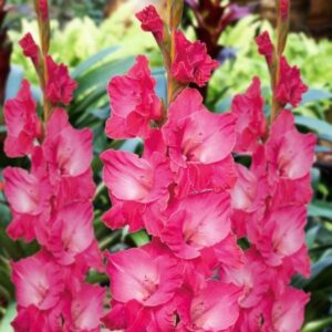 Гладиол Приказно розово - Gladiolus Fairytale pink