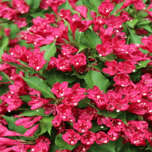 Вейгела цъфти цяло лято в червено - Weigela red Bristol