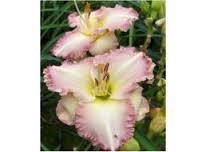 Ароматен хемерокалис с едри цветове Лорийн Никол - Hemerocalis Lorynn Nicole