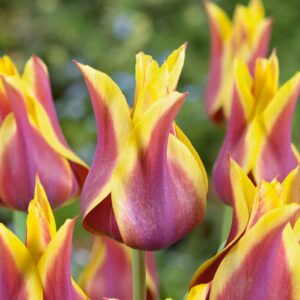 Лале лилиевидна Сонет - Tulip lily Sonnet